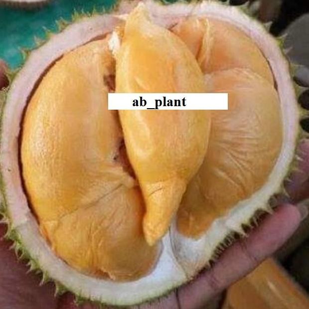 

Terlaris Bibit Durian Tembaga Super Cepat Berbuah