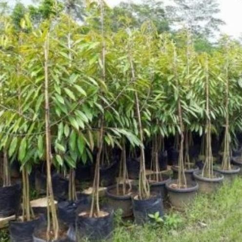 

Terlaris Bibit Pohon Durian Musang King Kaki 3 - Tinggi 1,5Meter