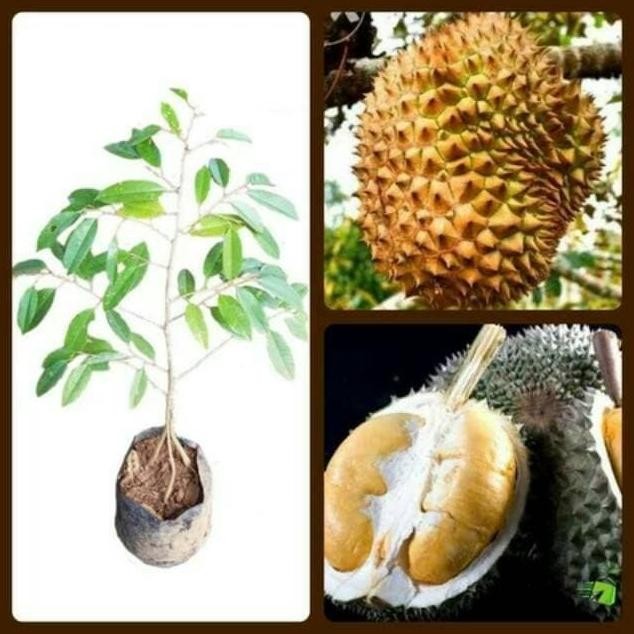 

Terlaris Bibit Tanaman Durian Duri Hitam/Ochee Kaki 3