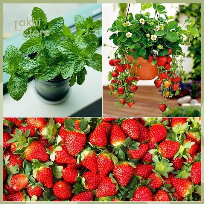 

Terlaris Bibit Strawberry Tanaman Import Benih Unggul Daun Mint Peppermint