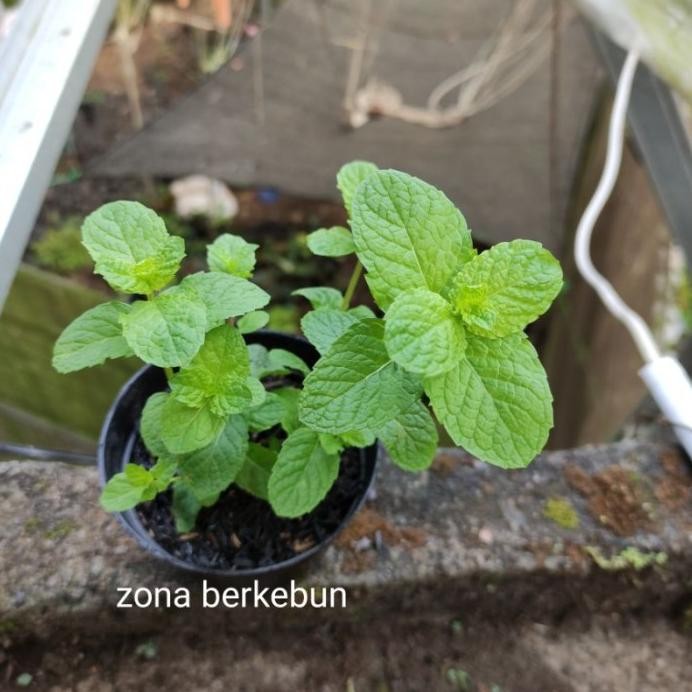 

Terlaris Daun Mint Bibit Tanaman Merdina Mint Abubmh 0682Tr