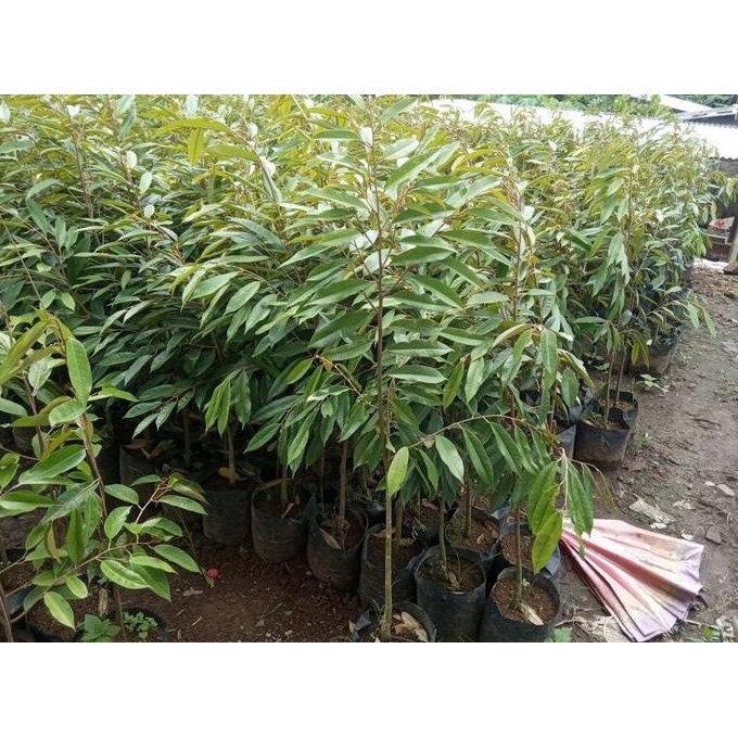 

Terlaris Bibit Durian Musangking Tinggi 1 Meter Up Batang Besar