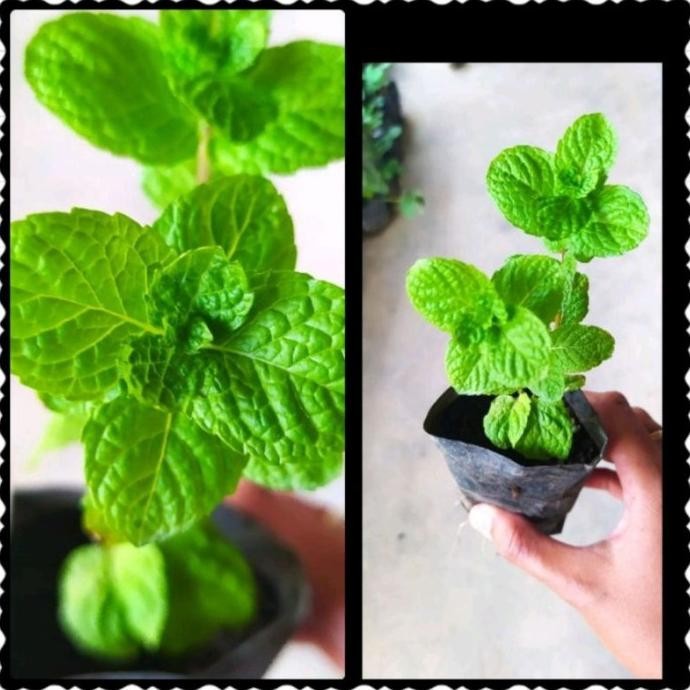 

Terlaris Bibit Daun Mint Spearmint Sudah Berakar / Pohon Mint Her Wedlgu 3605Ee