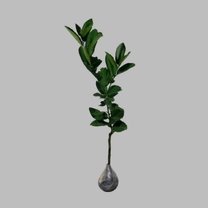 

Terlaris Bibit Jeruk Nipis Hasil Okulasi Stok Tersedia