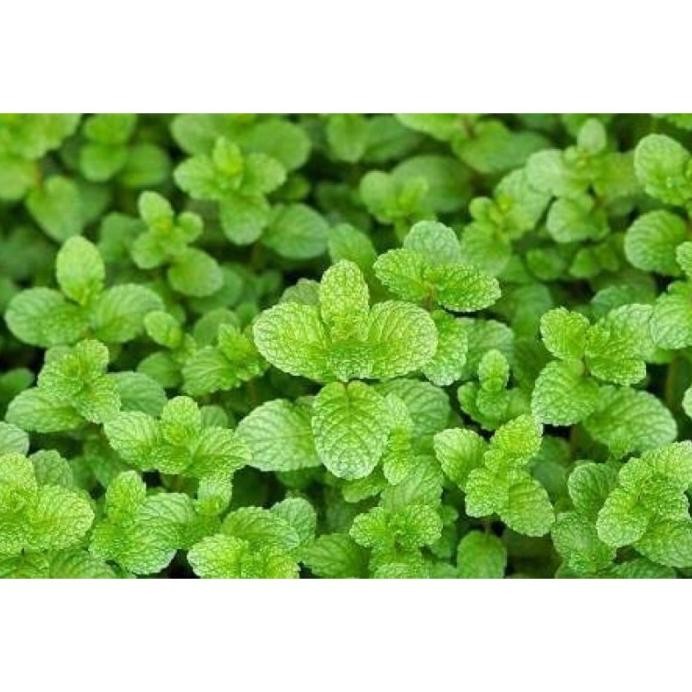 

Terlaris Tanaman Bibit Daun Mint Fresh Qmcndy 1630Ob
