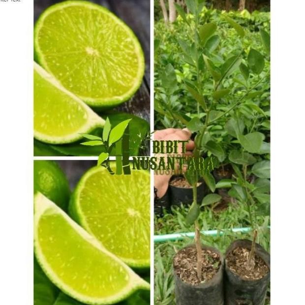 

Terlaris Bibit Jeruk Nipis