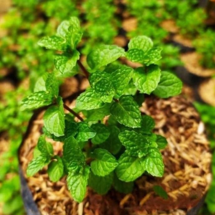

Terlaris New Bibit Tanaman Daun Mint / Pohon Daun Mint Tanaman Pe Bhteso 1528Fb