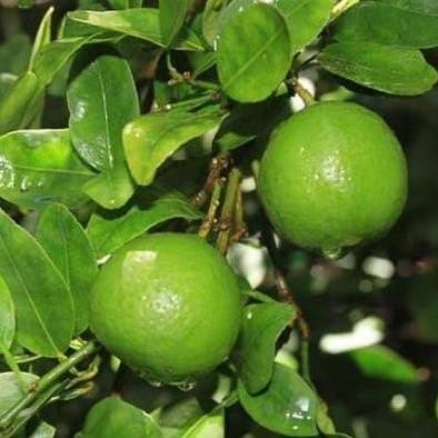 

Terlaris Bibit Jeruk Nipis Sudah Berbuah
