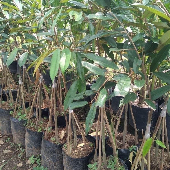 

Terlaris Bibit Tanaman Buah Durian Musang King Kaki 4..