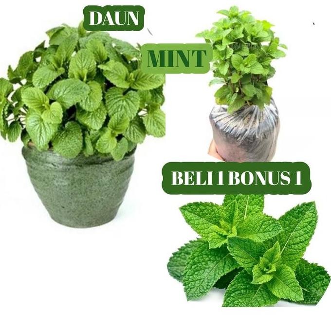 

Terlaris Bibit Daun Mint