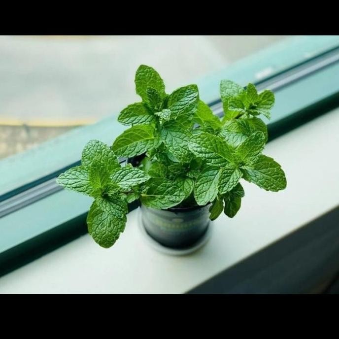 

Terlaris Bibit Pohon/Tanaman Daun Mint/Spearmint Mentha Murah Berkualitas Alami