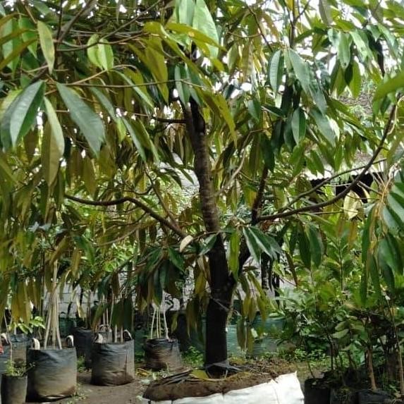 

Terlaris Bibit Besar Durian( Dongkelan)