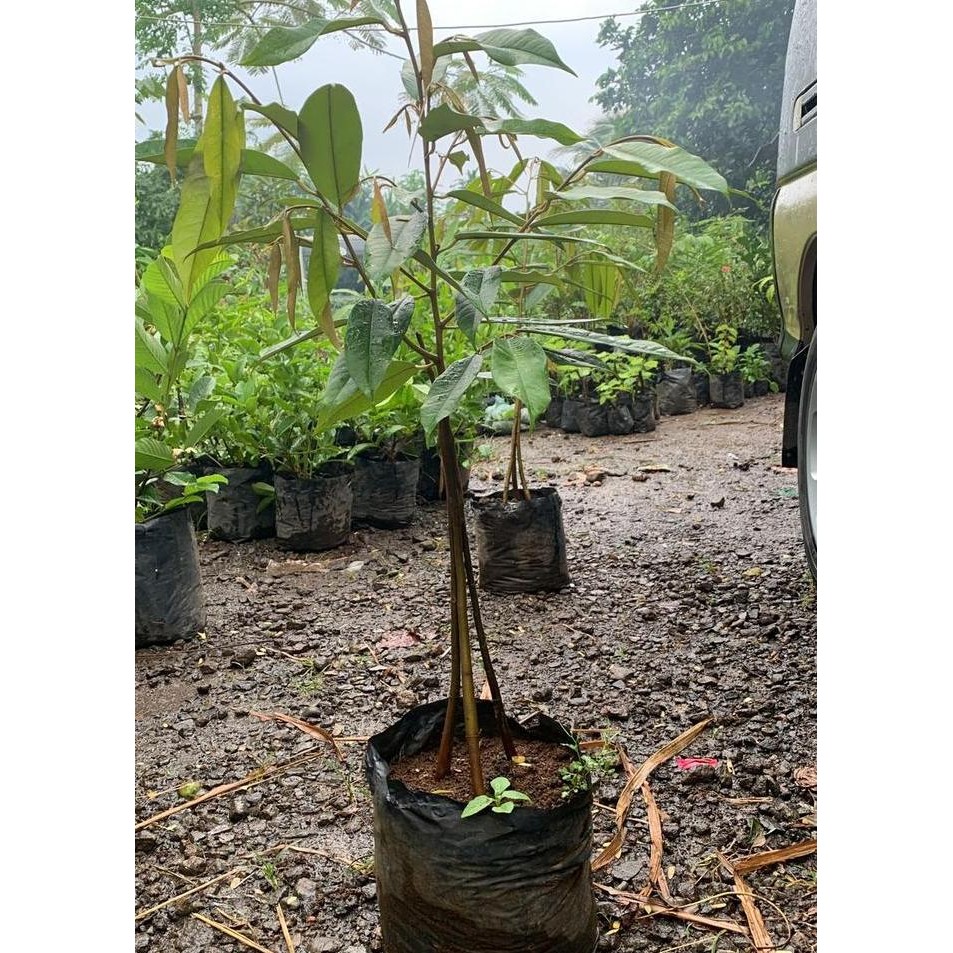 

Terlaris Pohon Durian Musangking Kaki Tiga Bibit Tanaman Sudah Jadi