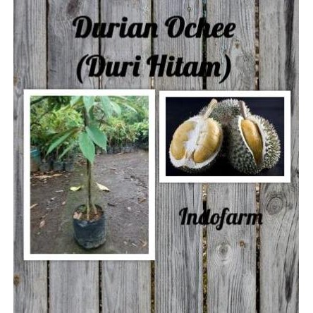 

Terlaris Tanaman Bibit Buah Durian Ochee (Duri Hitam) Kaki 3