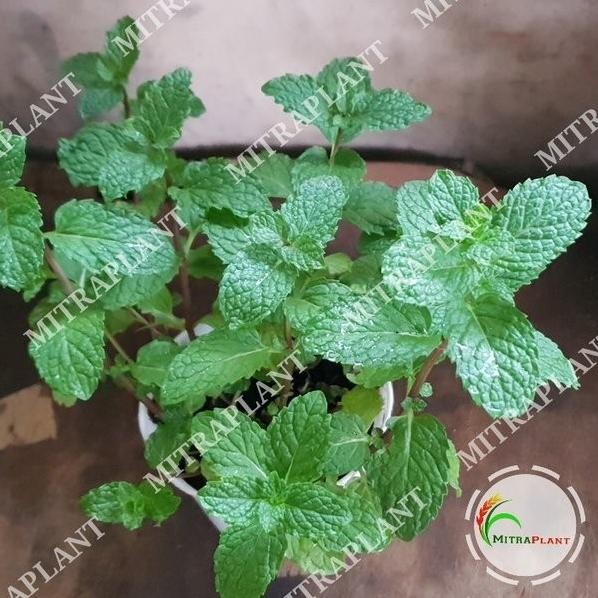 

Terlaris Bibit Tanaman Daun Spearmint - Pohon Daun Mint - Mentha - Tanaman