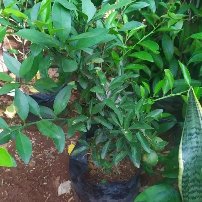 

Terlaris Tanaman Jeruk Nipis/Bibit Pohon Jeruk Nipis