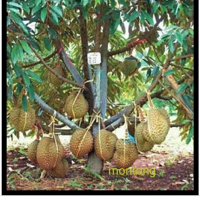 

Terlaris Bibit Durian Montong Super