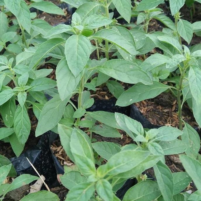 

Terlaris Bibit Daun Mint