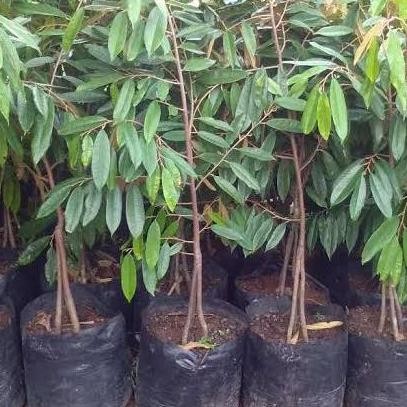

Terlaris Bibit Durian Bawor Kaki Tiga Unggul Termurah