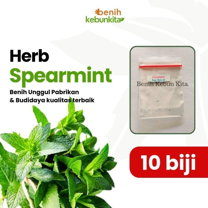 

Terlaris [Serbaduaribu]Benih/Bibit/Biji/Seed Daun Mint