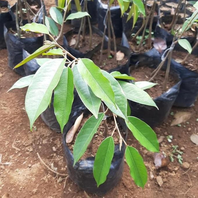 

Terlaris Bibit Durian Musangking Kaki 3 Tiga - Pohon Bu