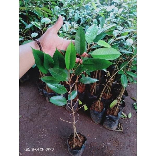 

Terlaris Bibit Durian Montong Kaki 3 Hasil Okulasi Cepat Berbuah
