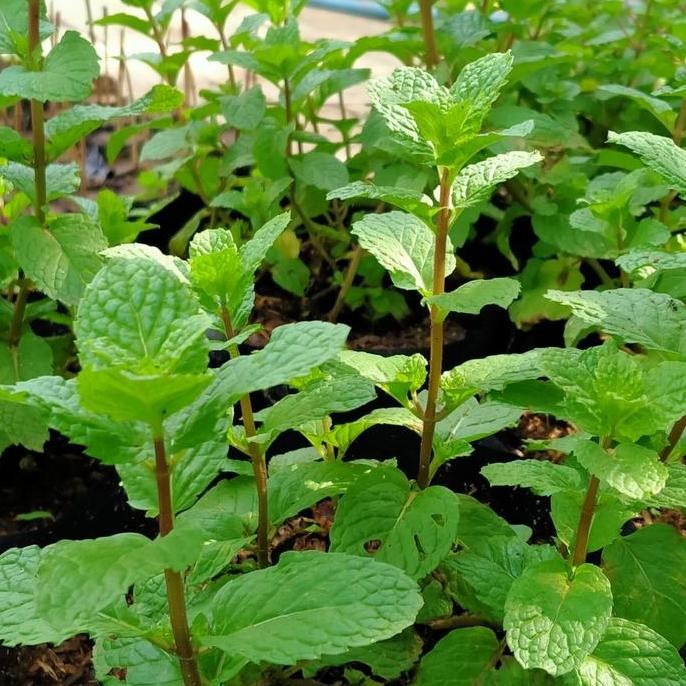 

Terlaris Bibit Tanaman Daun Mint
