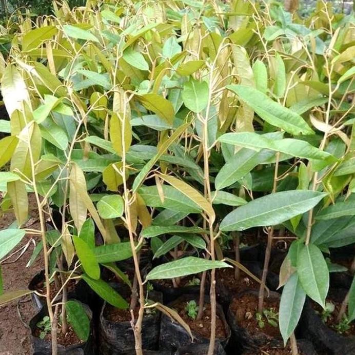 

Terlaris Artificial Bibit Durian Duri Hitam