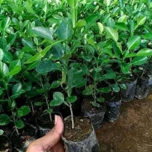 

Terlaris Bibit Buah Jeruk Nipis Seedling Semai Biji