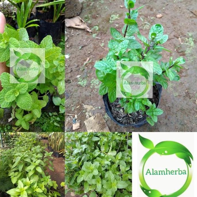 

Terlaris Bibit Pohon 4Jenis Mint Daun Mint Herbal