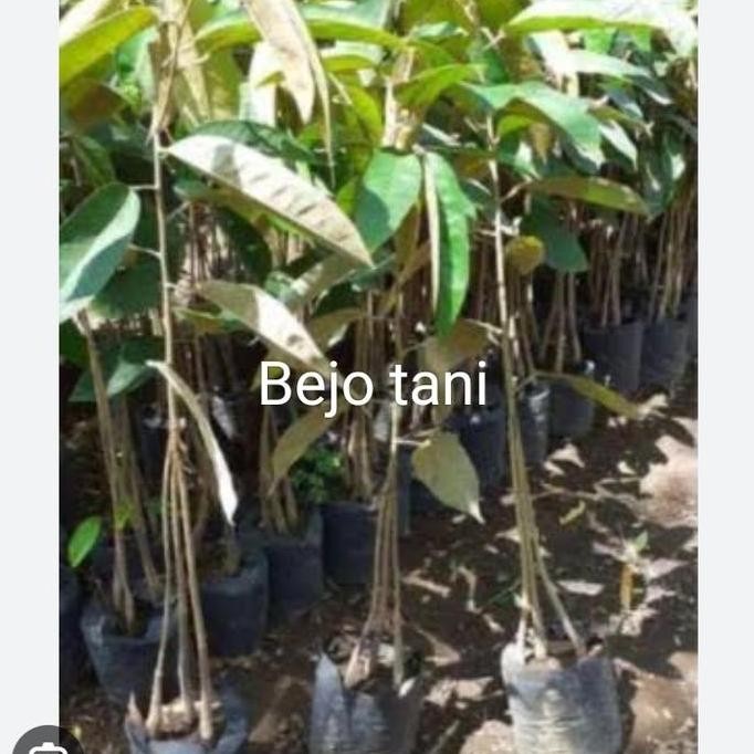 

Terlaris Bibit Durian Kaki 3 Sedling Unggul