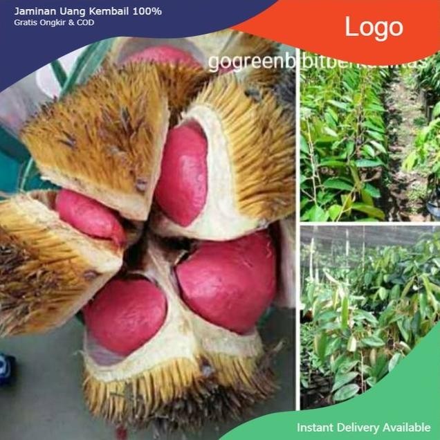 

Terlaris Bibit Buah Durian Merah Okulasi Cepat Berbuah