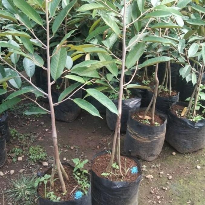 

Terlaris Bibit Pohon Durian Tinggi 1 Meter - Tanaman Buah Duren Kaki 3 Terlarissss