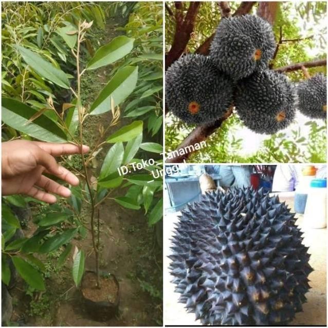 

Terlaris Bibit Durian Duri Hitam Super