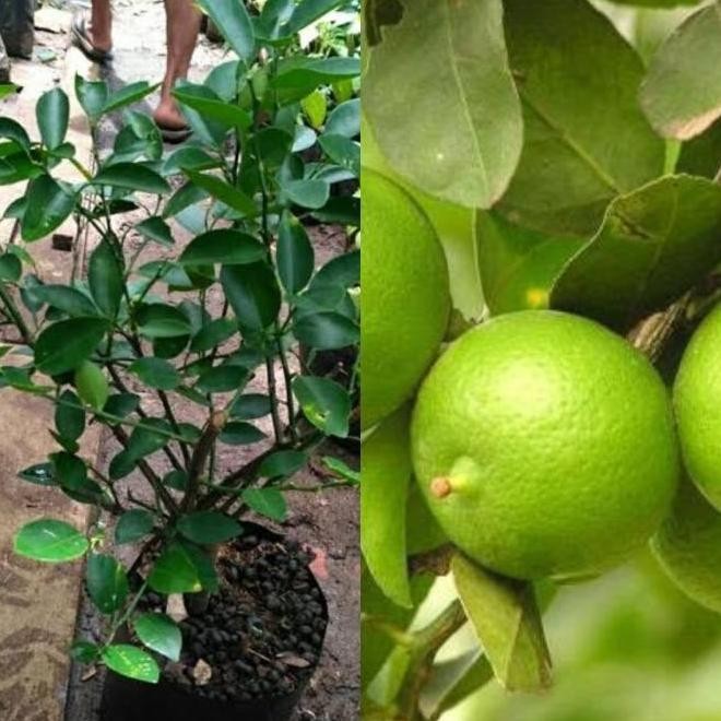 

Terlaris Paket Hemat 3 Benih Bibit Tanaman Jeruk Nipis