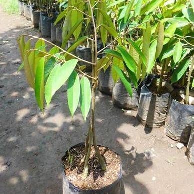 

Terlaris Bibit Tanaman Buah Durian Musangking Kaki 3 Super