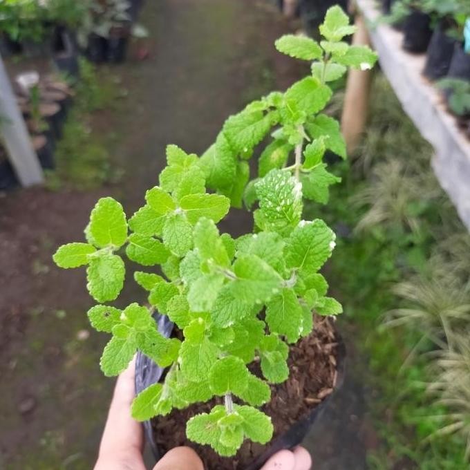 

Terlaris Bibit Tanaman Daun Mint/Pineapple Mint Cccc