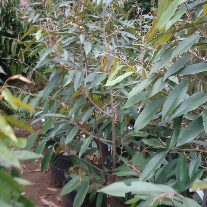 

Terlaris Bibit Durian Misangking Kaki 1 Platerbag Btang Besar Tinggi 2M