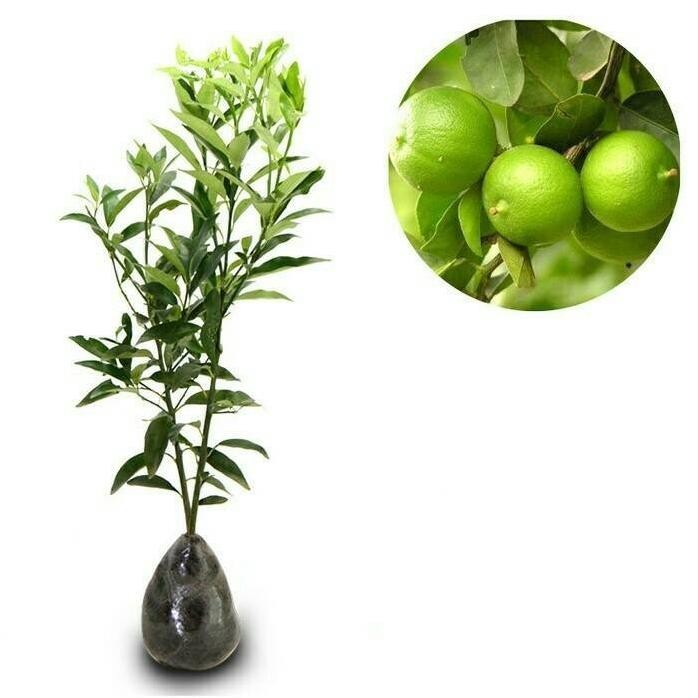 

Terlaris Bibit Tanaman Pohon Jeruk Nipis/Jeruk Peras