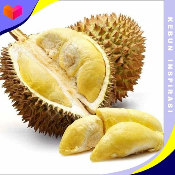 

Terlaris Bibit Tanaman Durian Bawor Hasil Okulasi Siap Berbuah