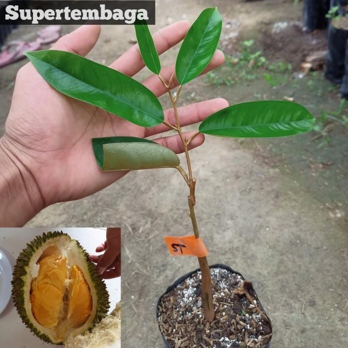 

Terlaris Terlaris Bibit Durian Super Tembaga Bangka Dan Namlung/Cumasi Ukuran Baby - Super Tembaga Tbk