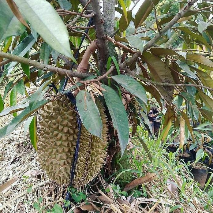 

Terlaris Bibit Tanaman Buah Durian Musangking Kaki 3