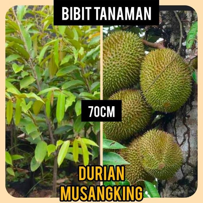 

Terlaris Bibit Durian Musangking 70 Cm / Bibit Durian Musang King