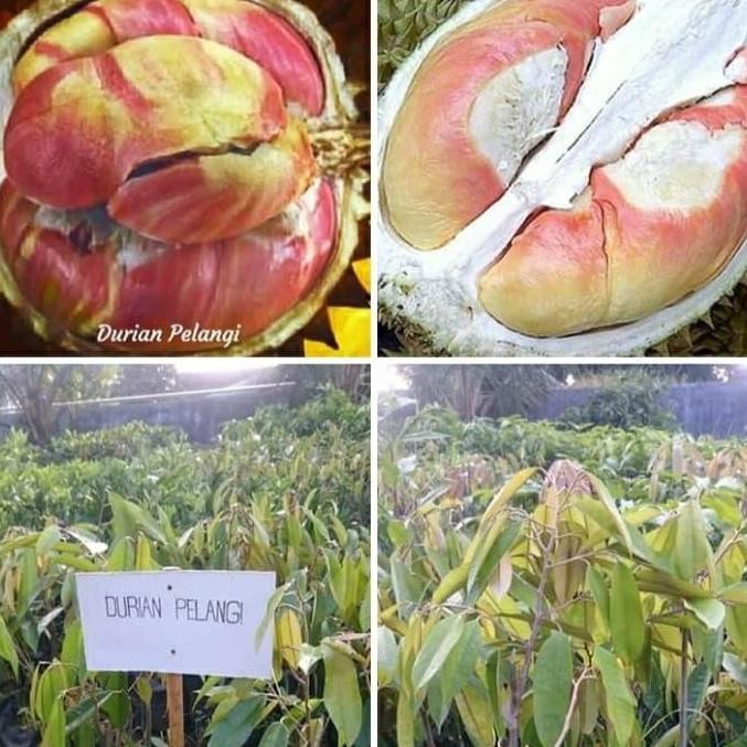 

Terlaris Bibit Durian Pelangi Ukuran 1 Meter Up