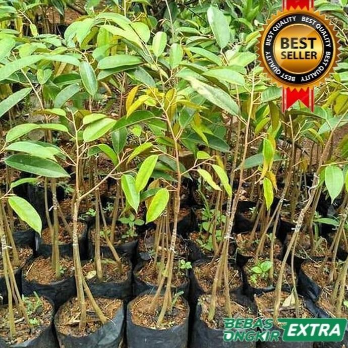 

Terlaris Bibit Tanaman Buah Durian Montong Kaki 3 1Meter