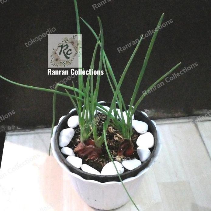 

Terlaris Bibit Tanaman Hias Sayur Bawang Merah Plus Pot Cantik