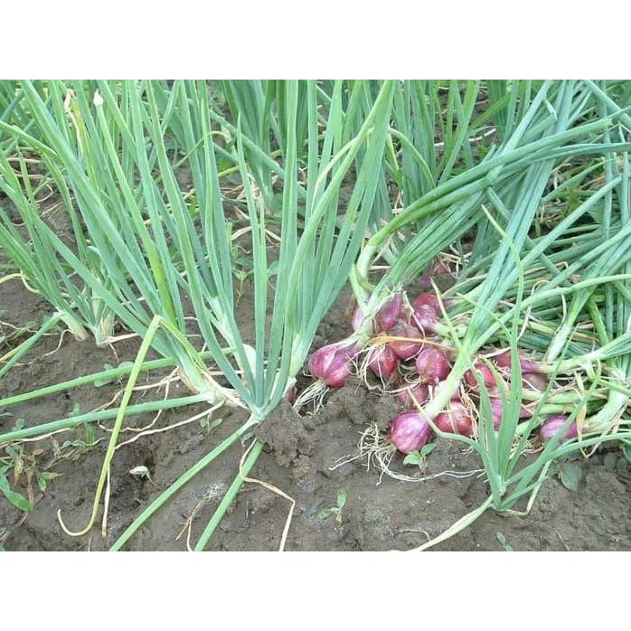 

Terlaris Biji/Benih/Bibit Tanaman Bawang Merah