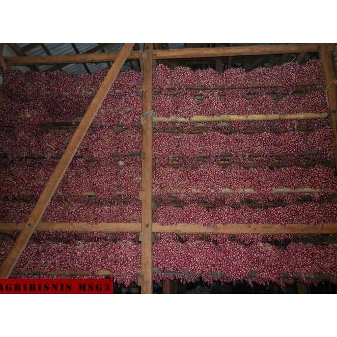 

Terlaris Bibit Bawang Merah