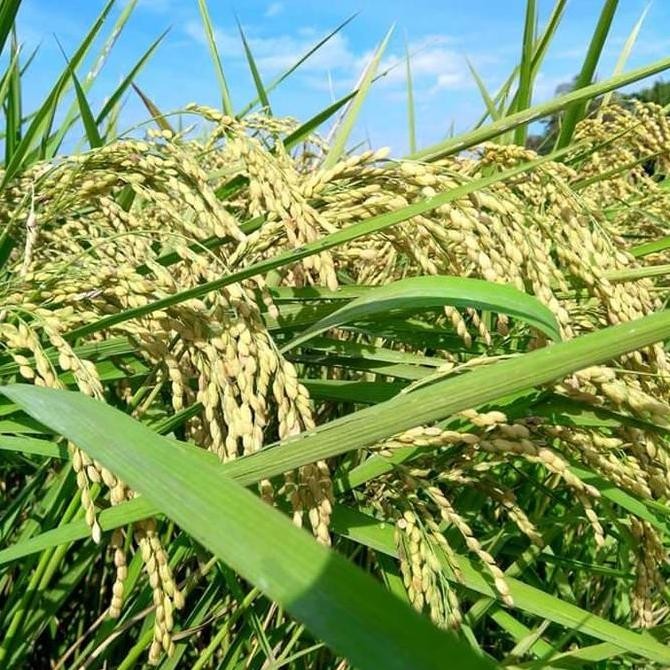 || BANANA / Benih Padi Japonica / Tarabas / Padi Jepang ||~~~