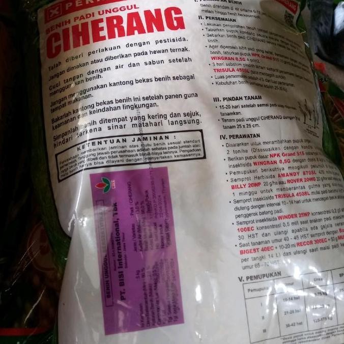 || BANANA / BENIH PADI UNGGUL CIHERANG SS - CAP KAPAL TERBANG ||~~~